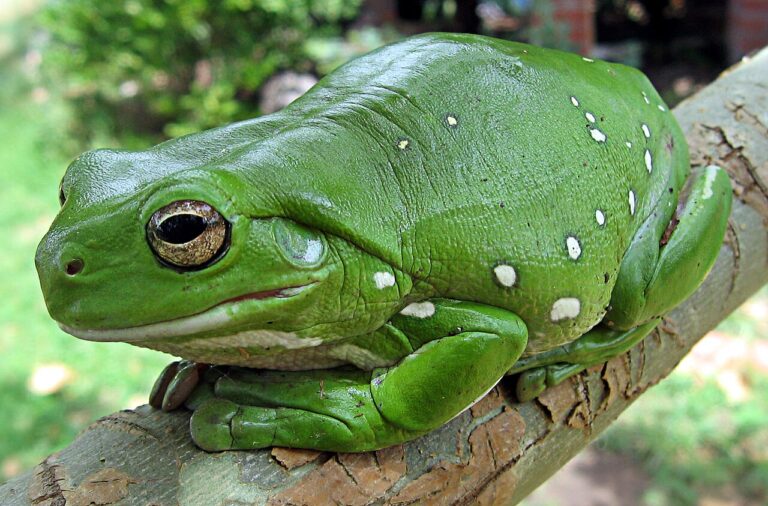 Dumpy Tree Frog: Care, Setup, and the Obesity Trap