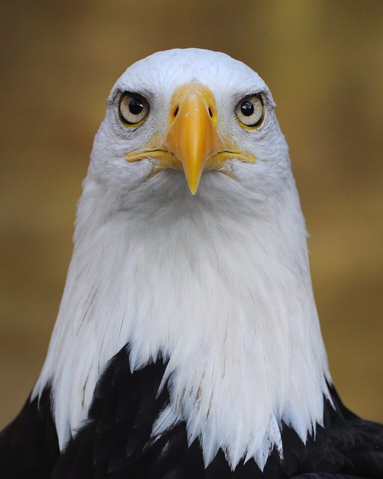 Eagle Tattoo Meaning: Freedom, Strength, and Styles