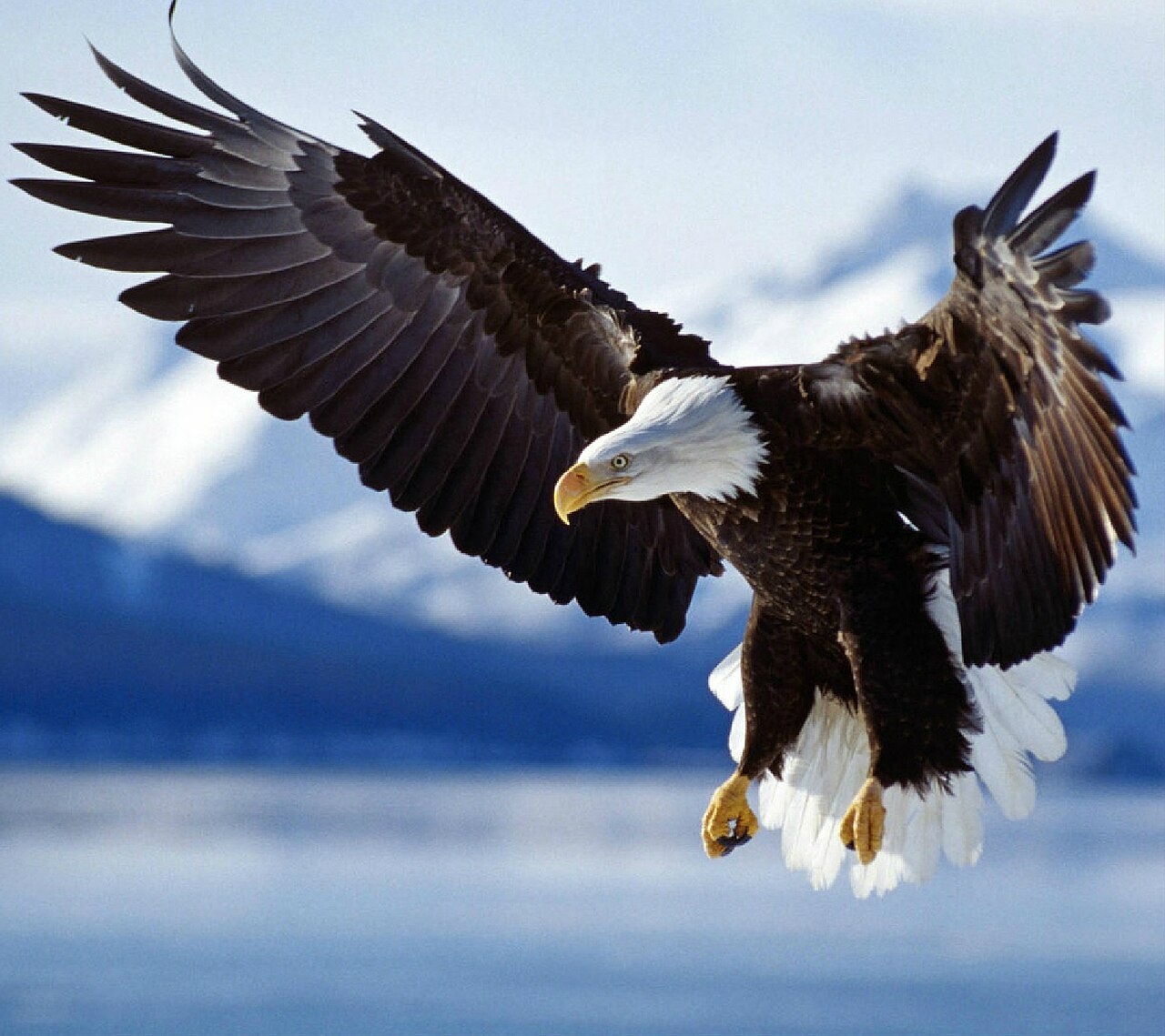 Bald eagle in flight with spread wings