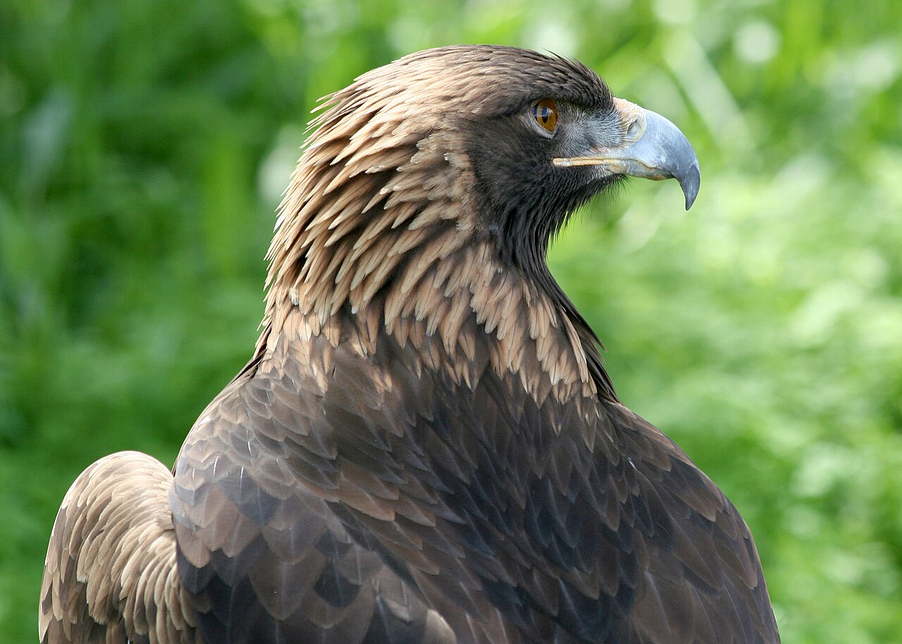 Golden eagle, a symbol of raw power in tattoo art