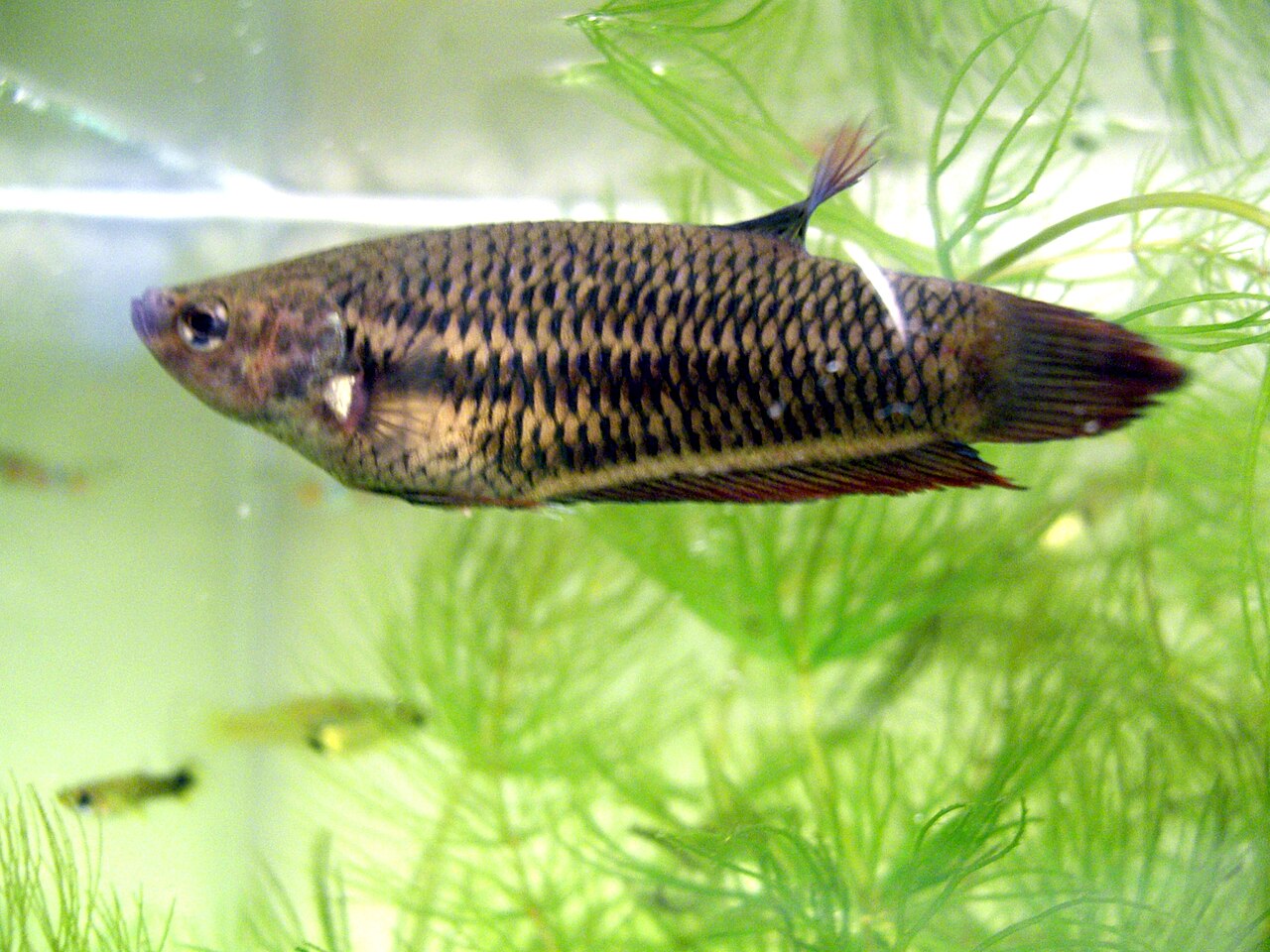 Female Betta Fish: Identification, Sororities, and Care