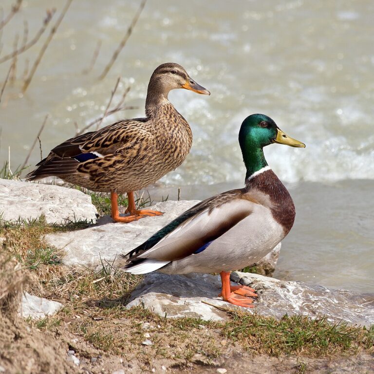 Female Duck: What She Is Called and How to Identify One