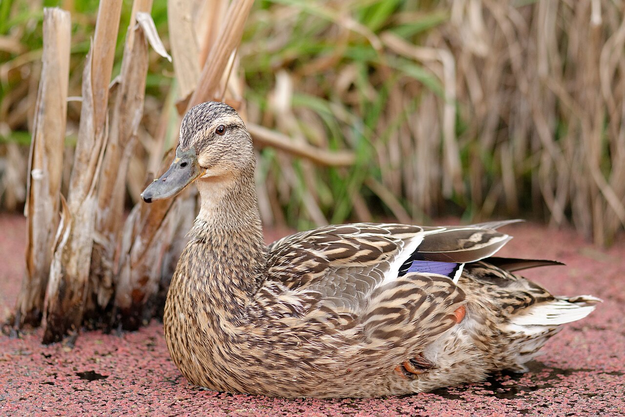 Identifying Female Ducks by Species