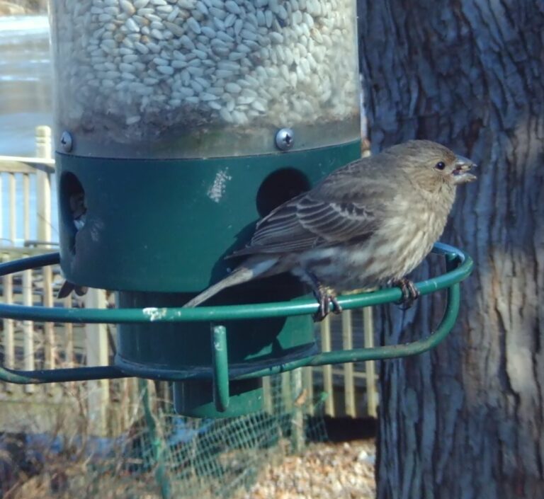 Female House Finch vs Sparrow: How to Tell Them Apart