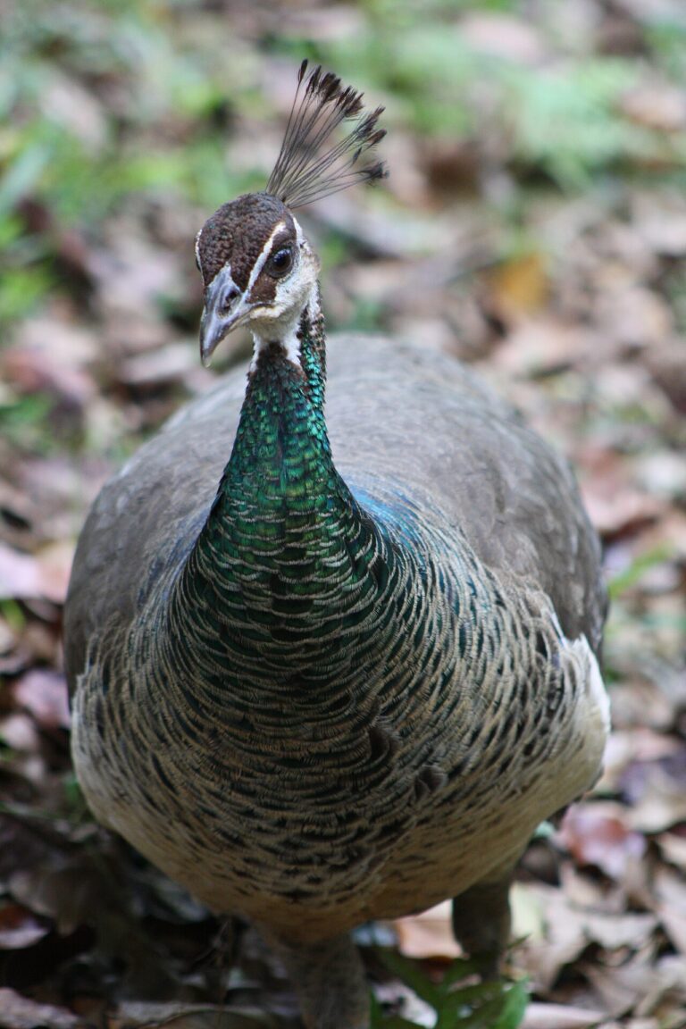 Female Peacock: Peahen Identification, Nesting, and Facts