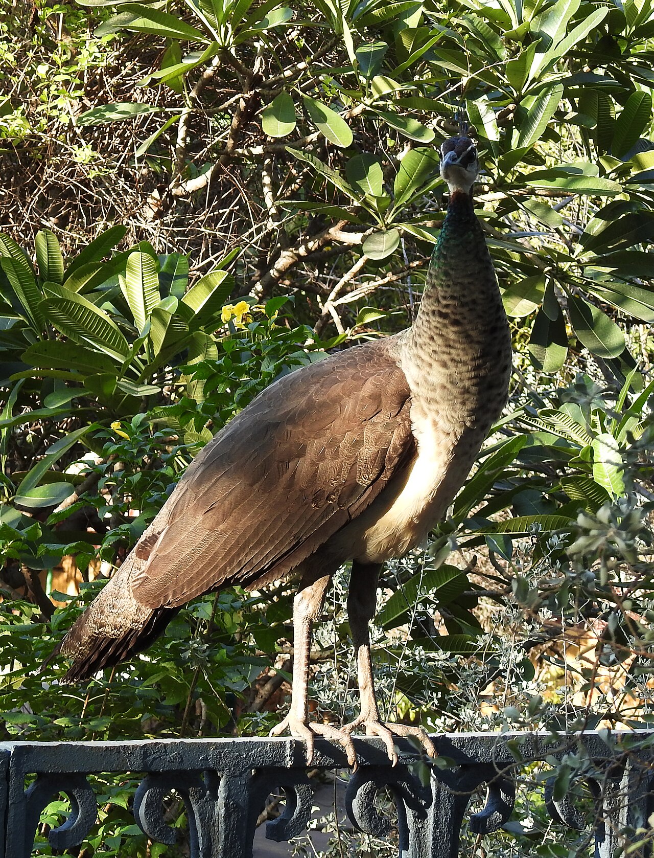 What a Peahen Looks Like