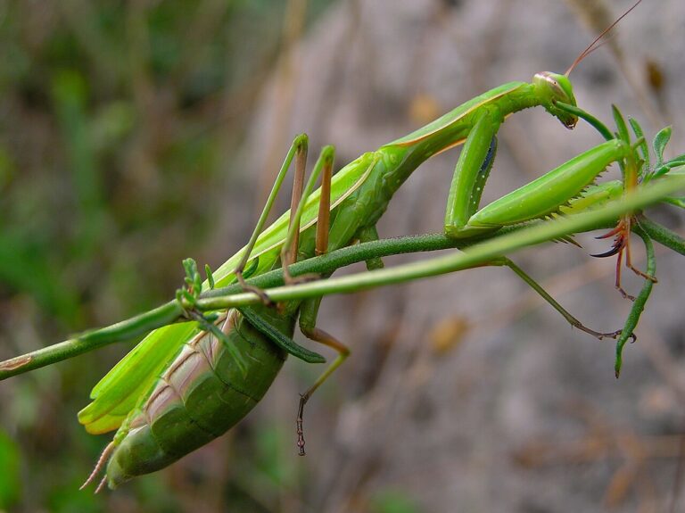 Female Praying Mantis: Size, Cannibalism, and Egg-Laying