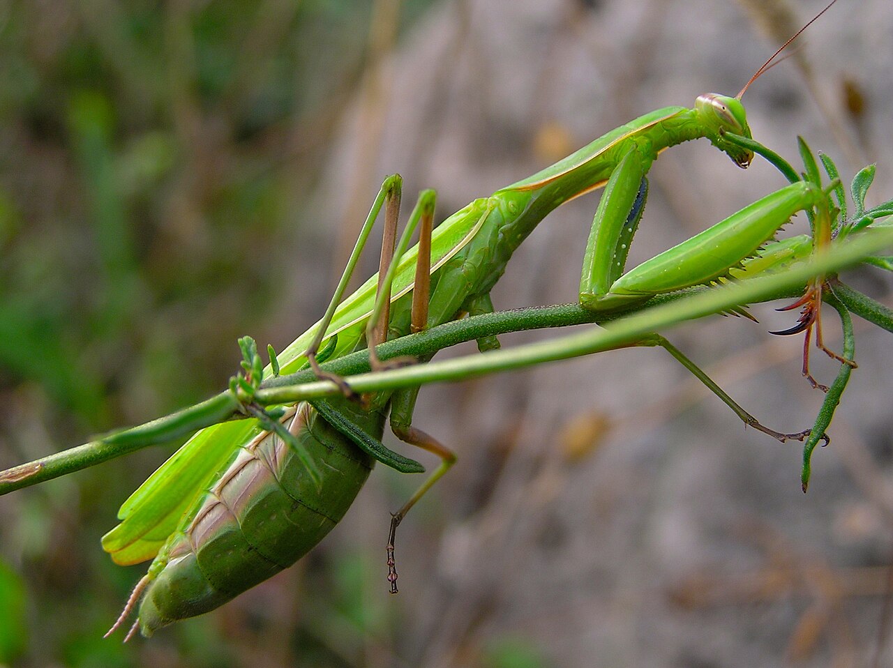 Female Praying Mantis: Size, Cannibalism, and Egg-Laying