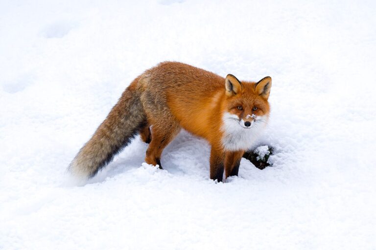 Fox Poop: Identification, Health Risks, and What It Reveals