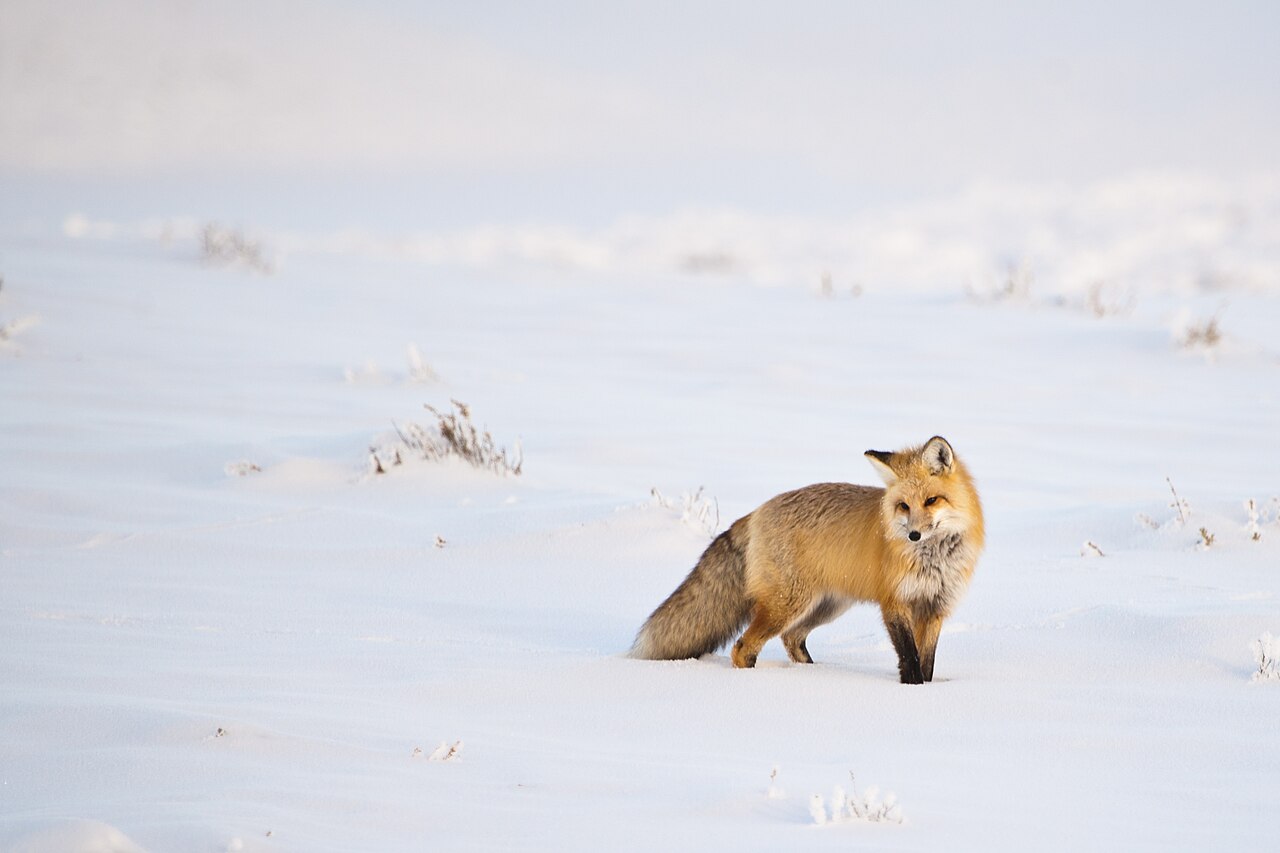 Fox Sounds: The Scream, Barks, and Every Call Explained
