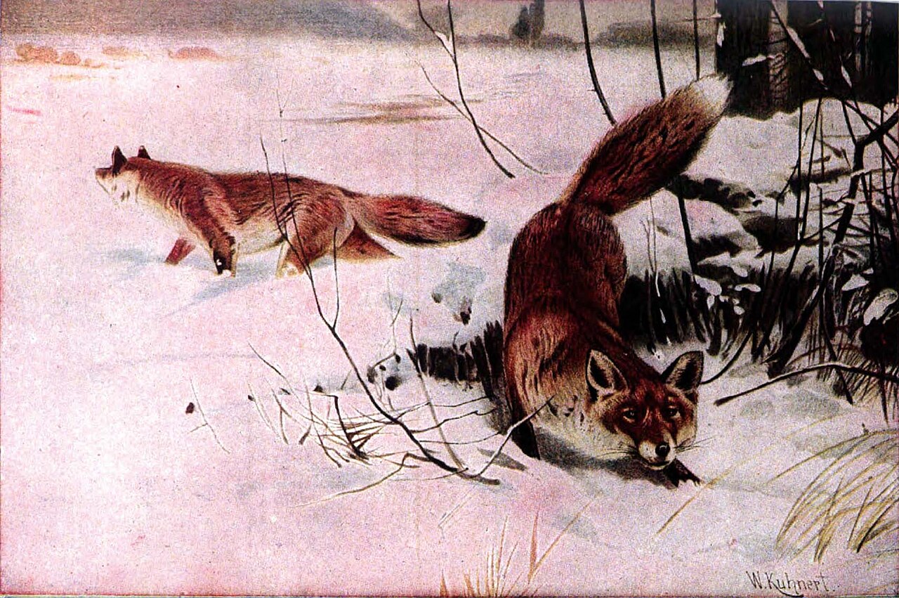 Barks: The Fox's Everyday Voice