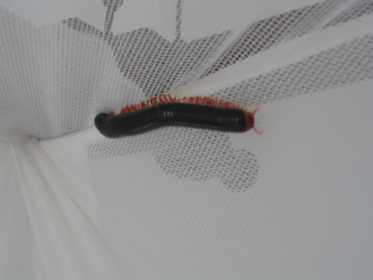 Giant Millipede: Care, Diet, and the Secretion Warning