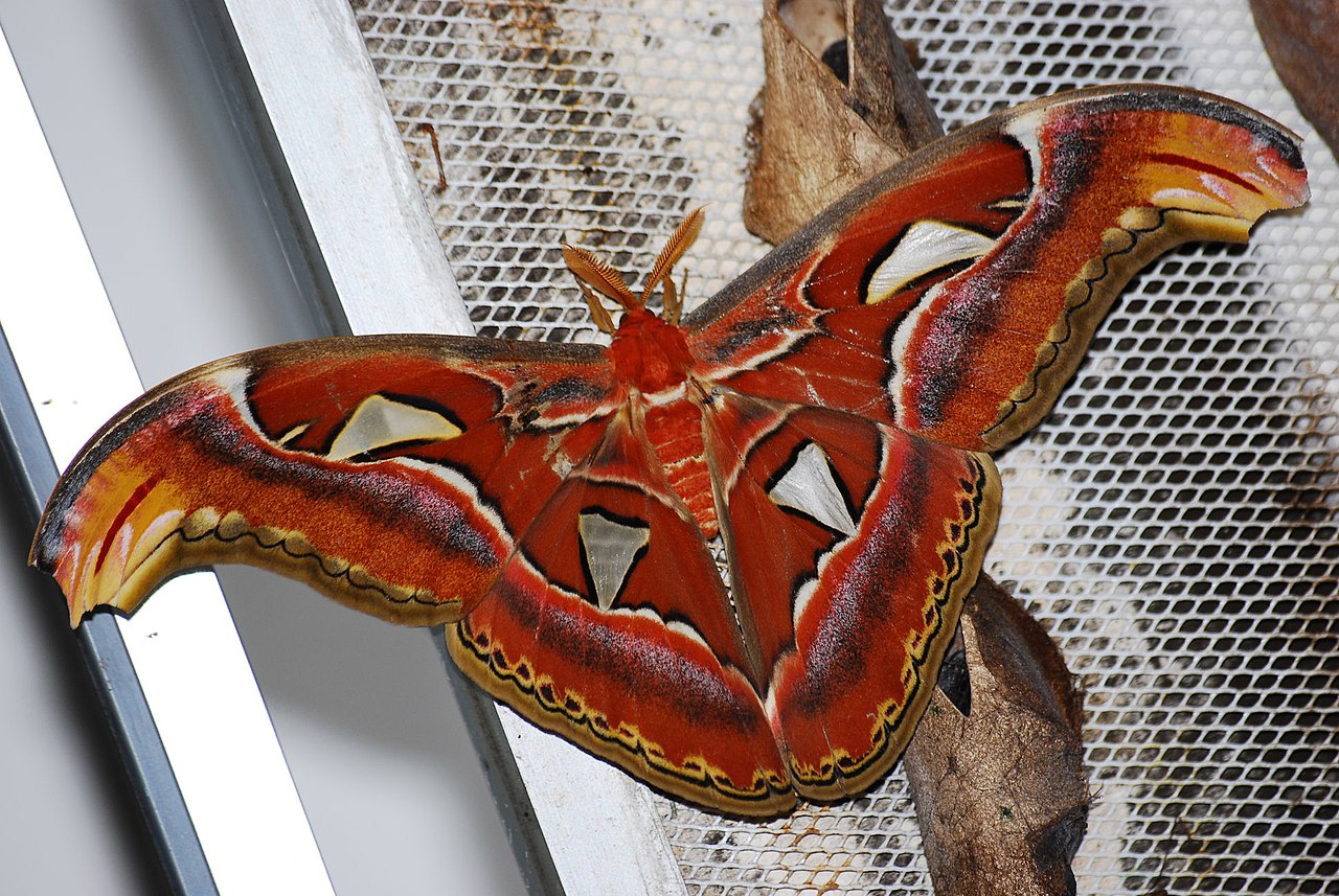 Giant Moth: The World’s Largest Species and How to ID Them