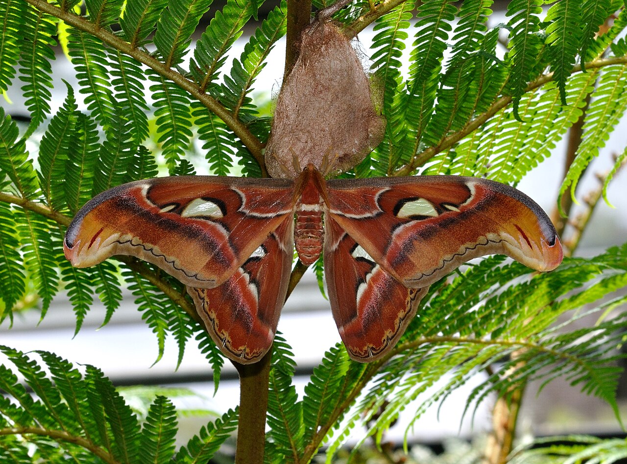 Giant Sphinx and Hawk Moths