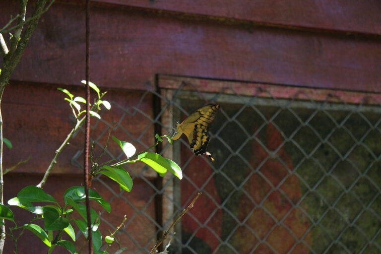 Giant Swallowtail Butterfly: North America’s Largest Species