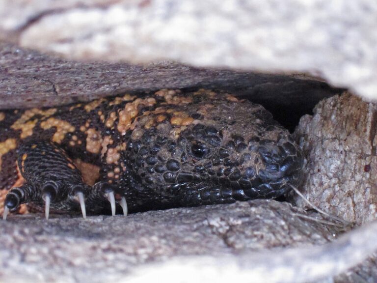 Gila Monster Bite: What Happens and What to Do