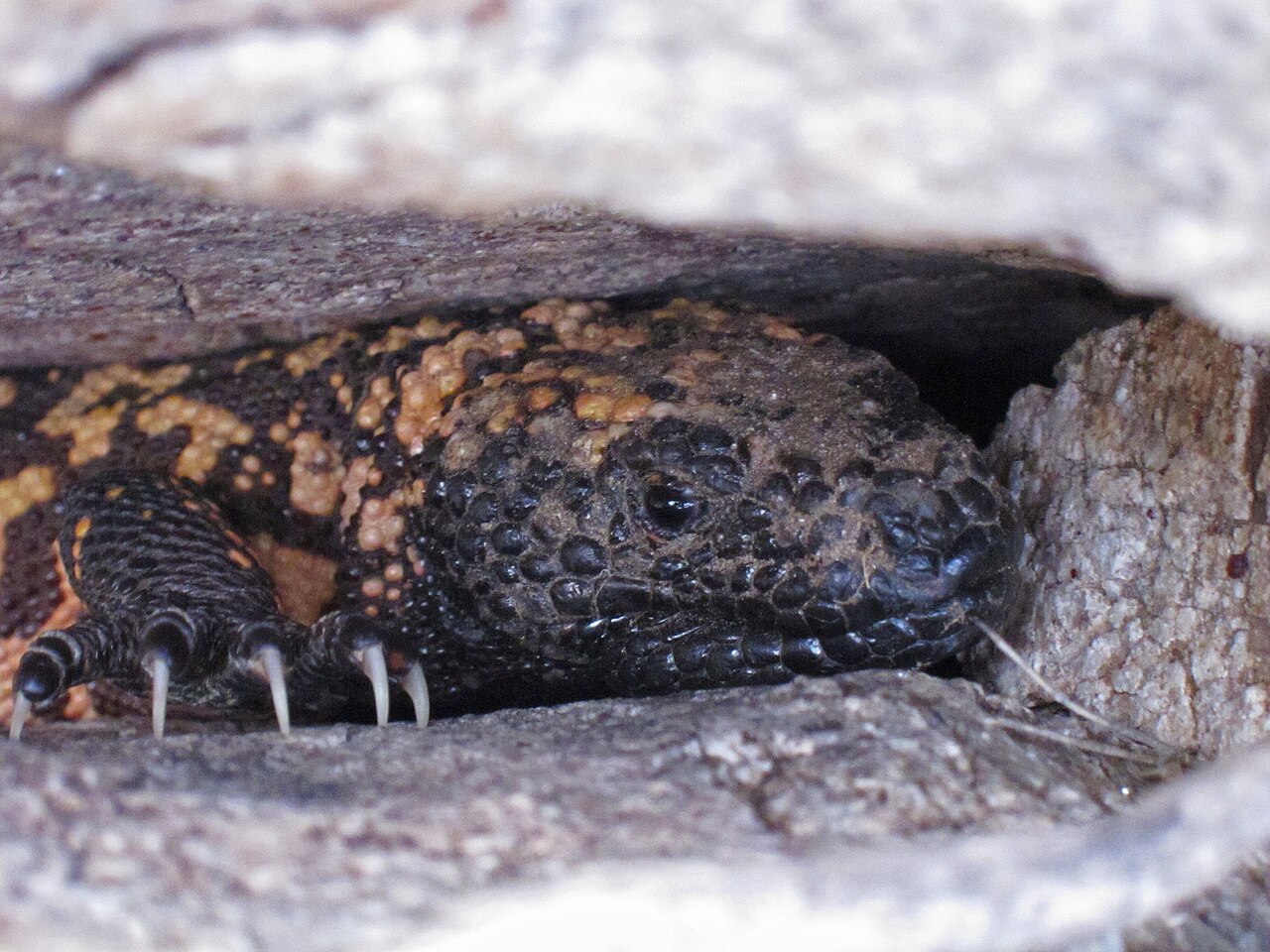 Gila Monster Bite: What Happens and What to Do