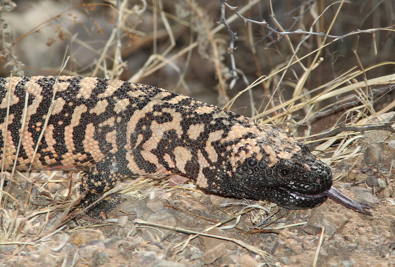 First Aid for a Gila Monster Bite