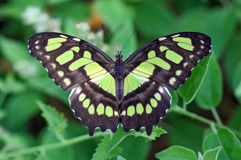 Green Butterfly: Species, Rarity, and Why Green Is Hard