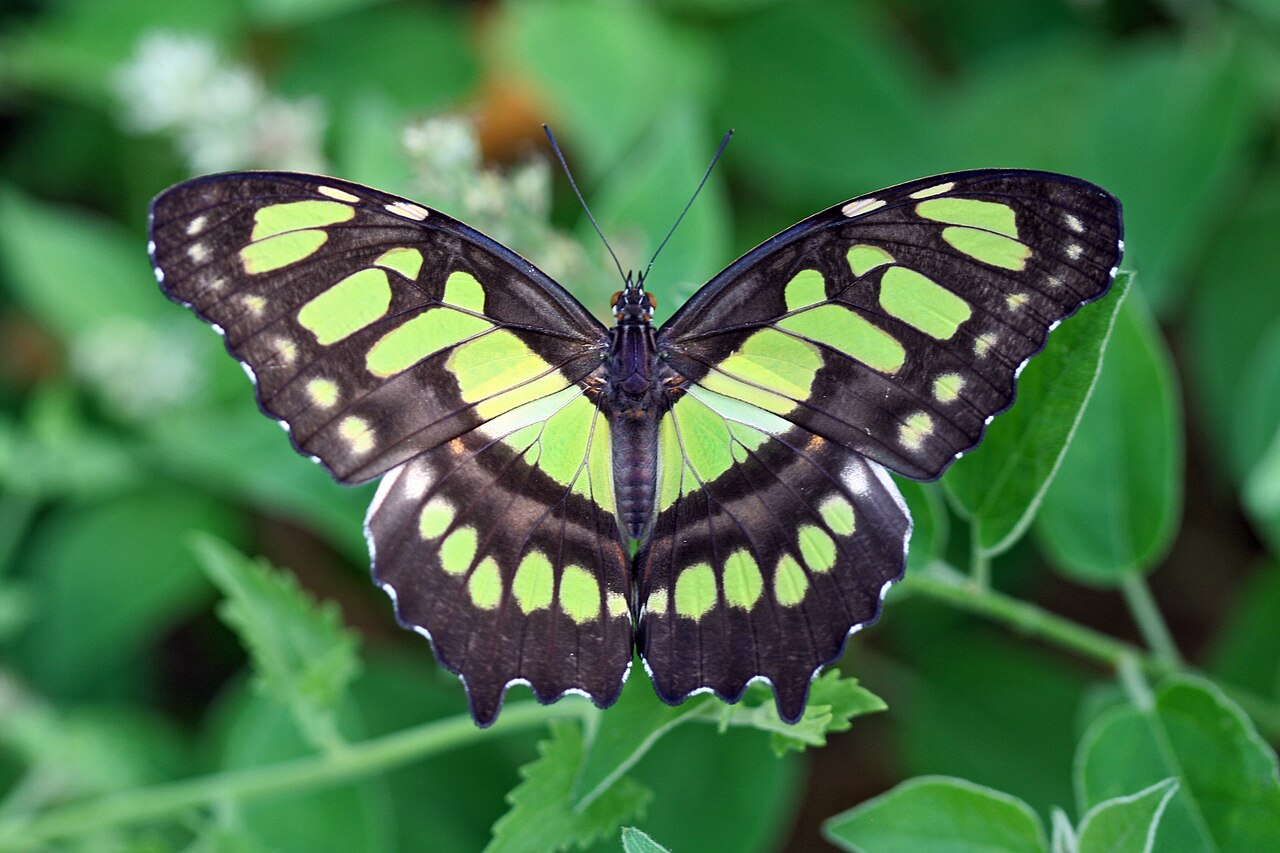 Green Butterfly: Species, Rarity, and Why Green Is Hard