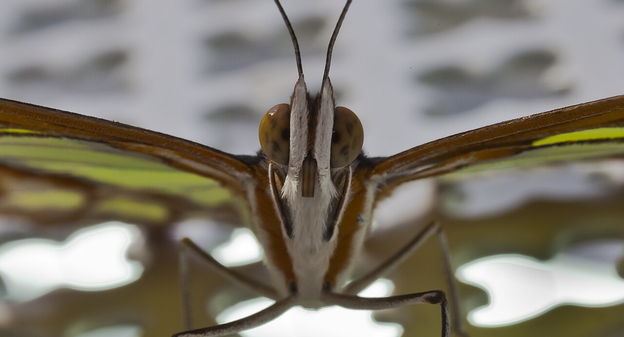 Green Butterflies in North America