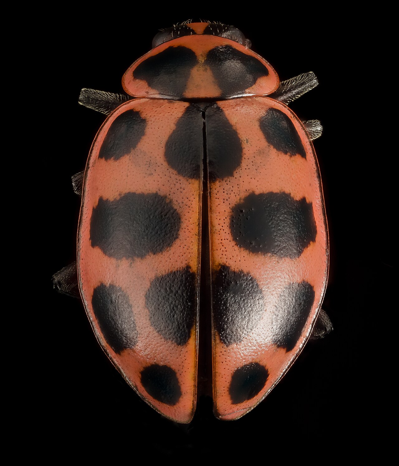 Green Ladybug: Why It’s Almost Never a True Ladybug