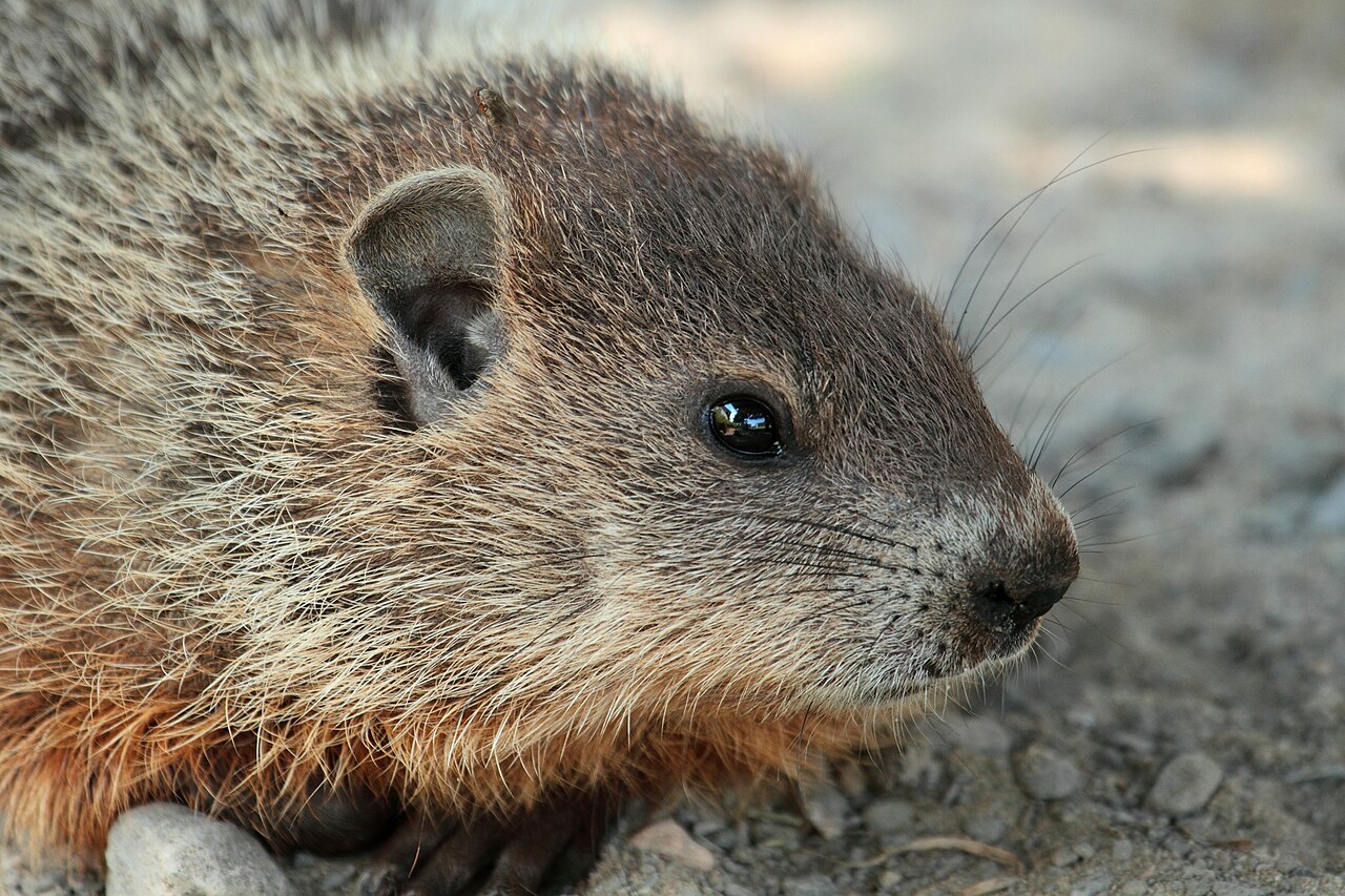Groundhog Poop: Why You Almost Never See It