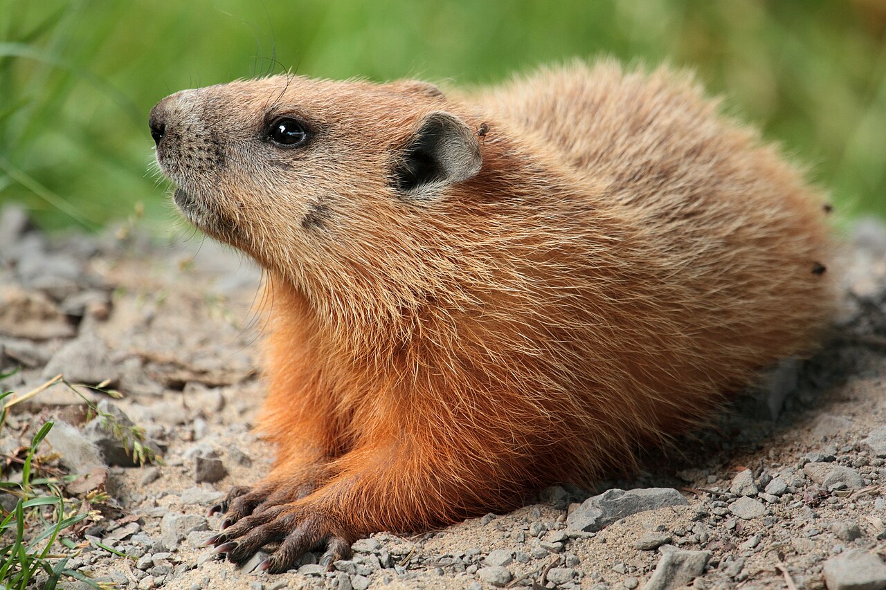 Groundhog Latrines and Burrow Hygiene