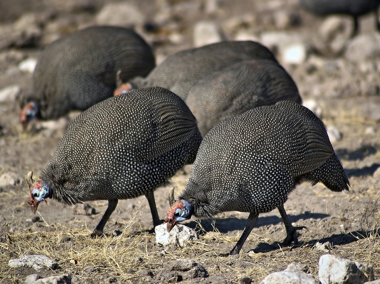 Guinea Fowl: Tick Control, Noise, and What Keeping Them Involves