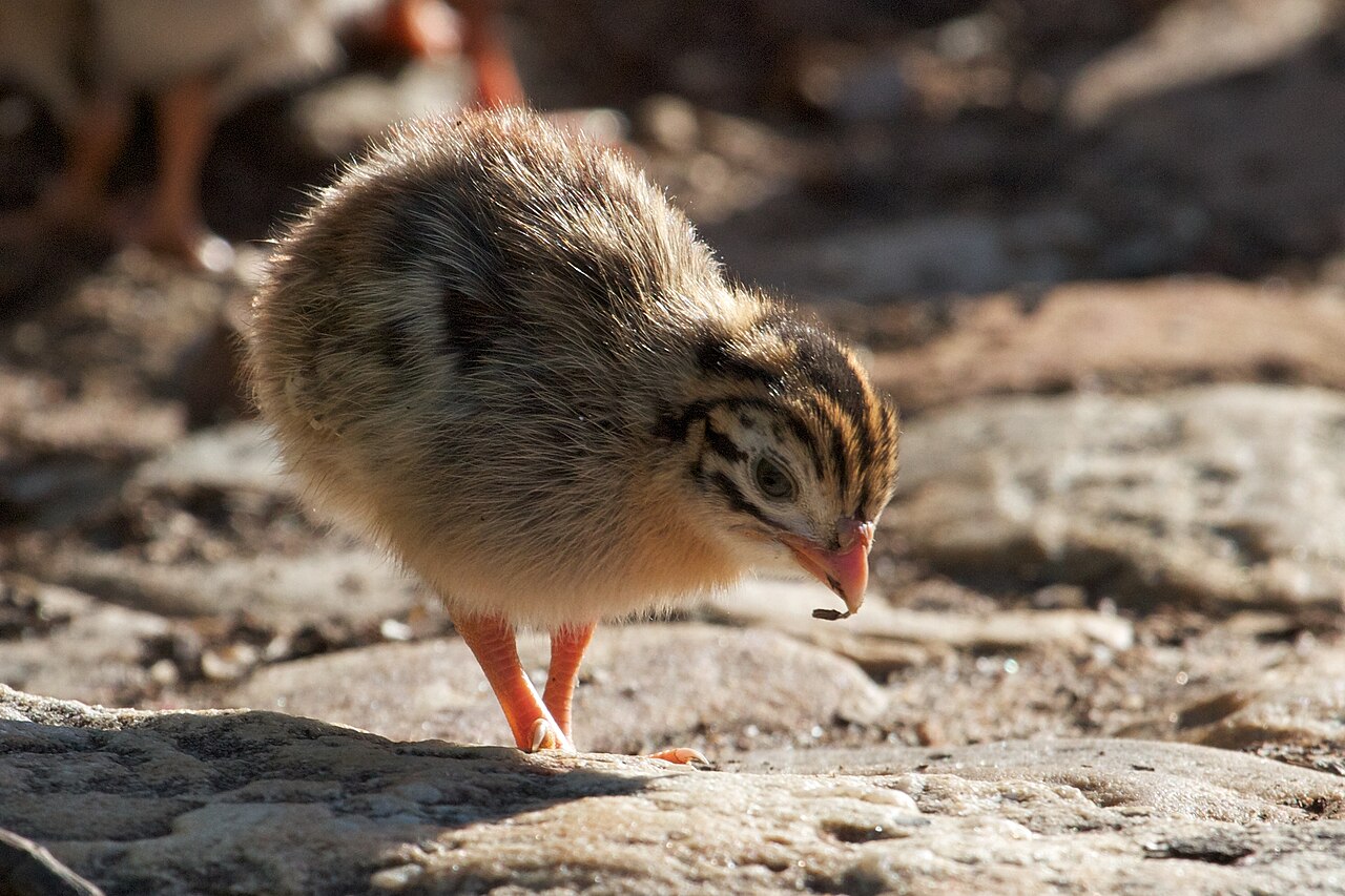 Vocal Development in Young Guinea Fowl (Keets)