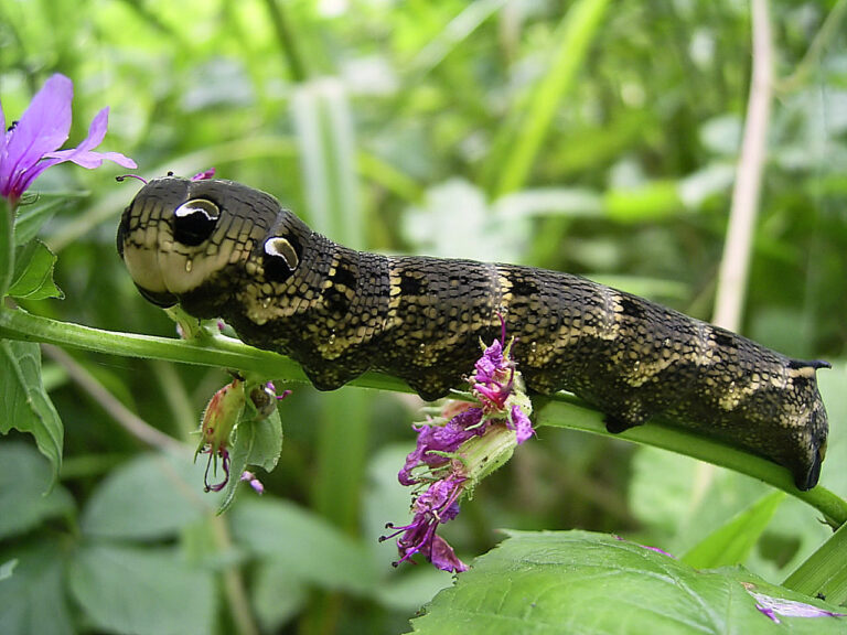 Hawk Moth: Identification, Hornworms, and Behavior