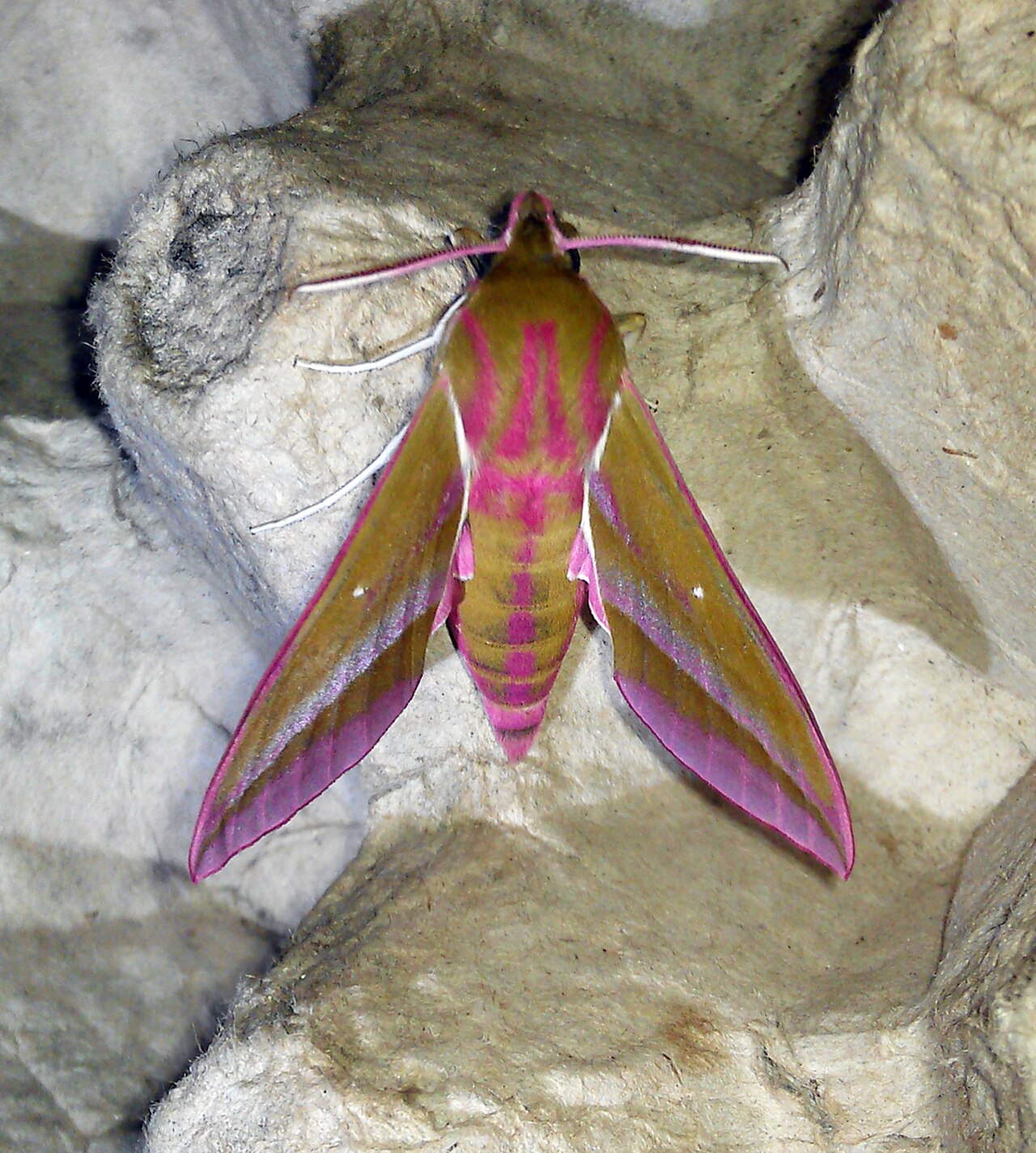 Common Hawk Moth Species in North America