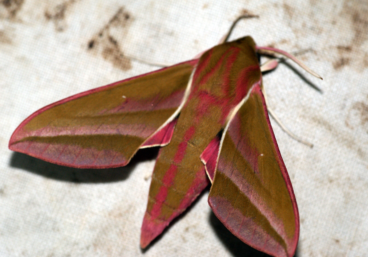 The Hawk Moth Life Cycle