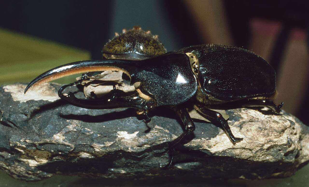 Hercules Beetle: Size, Strength, Life Cycle, and Care