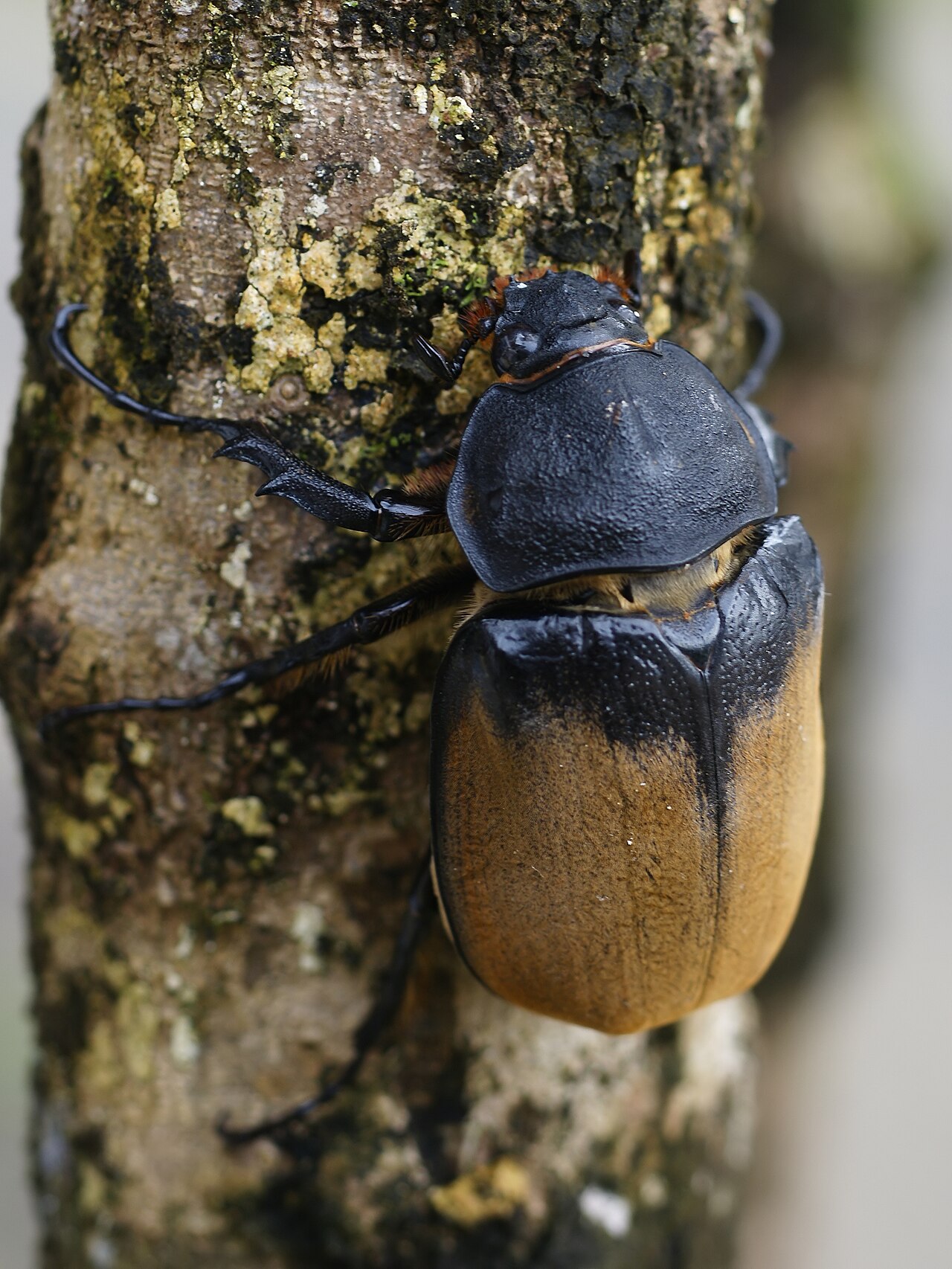 How Strong Is a Hercules Beetle Really?