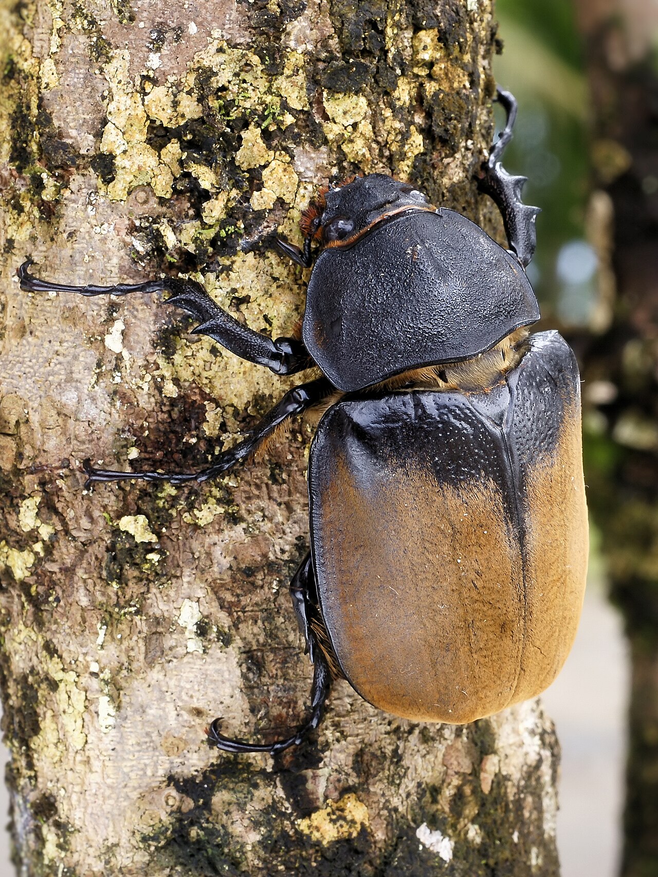 The Eastern Hercules Beetle