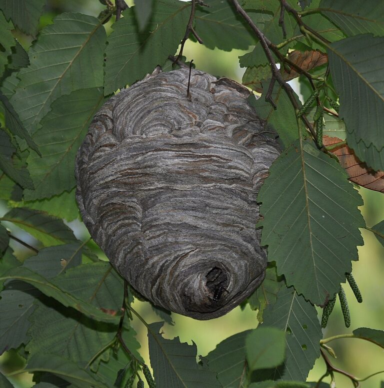 Hornet Nest vs Wasp Nest: How to Read What You Found