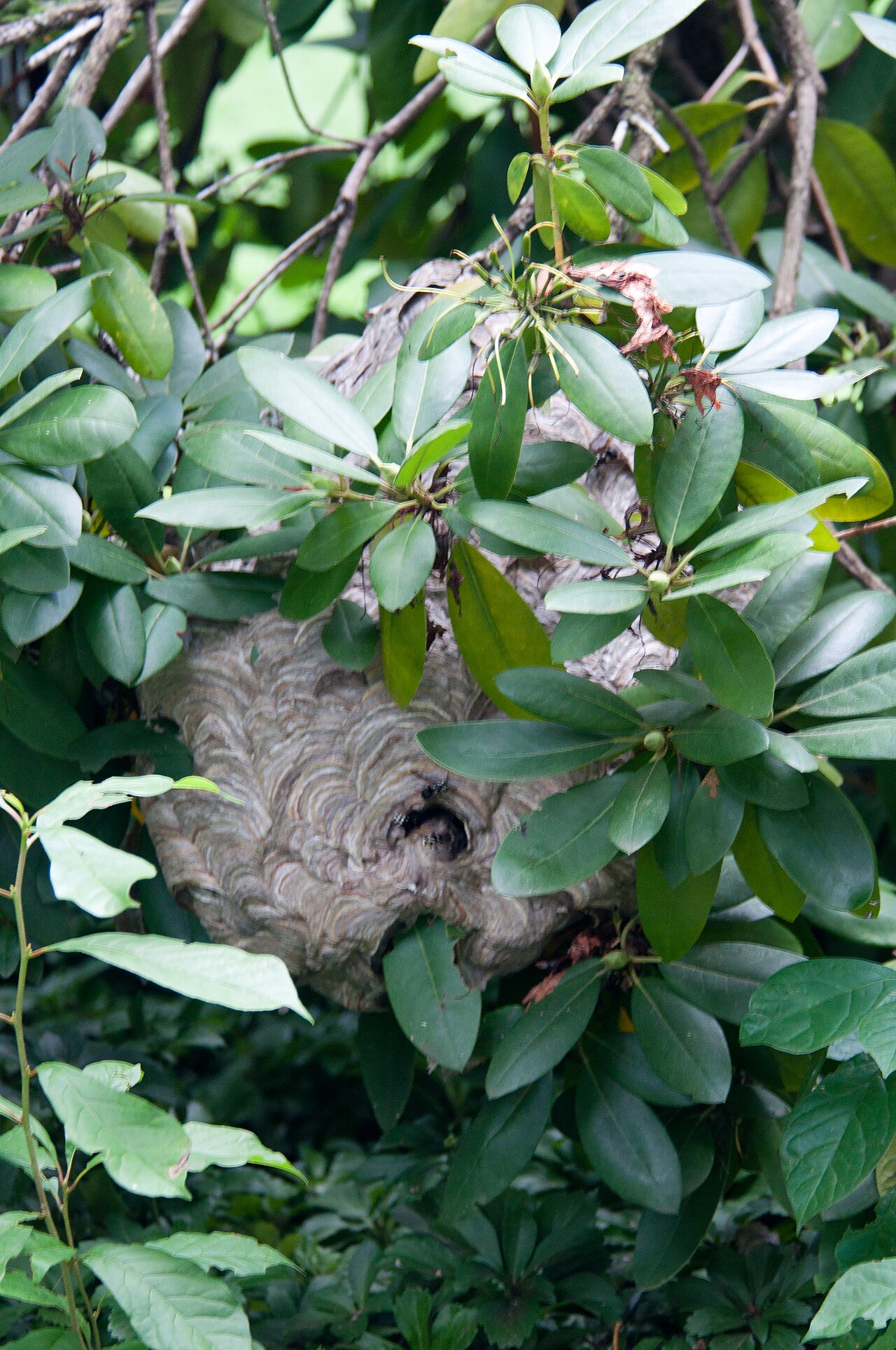 Underground and Cavity Nests