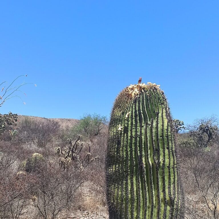House Finch Eggs: Color, Clutch Size, and Hatching Time