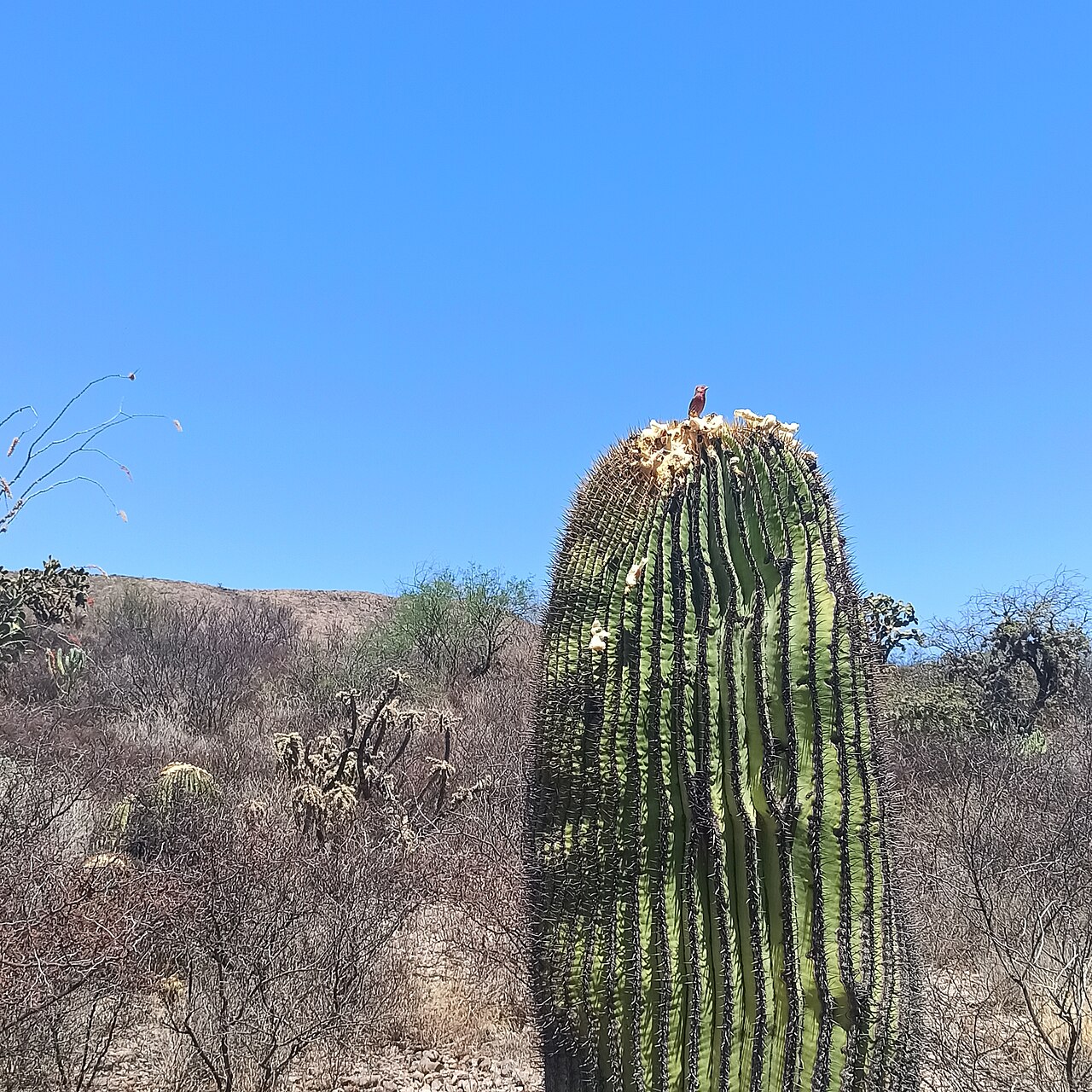 House Finch Eggs: Color, Clutch Size, and Hatching Time