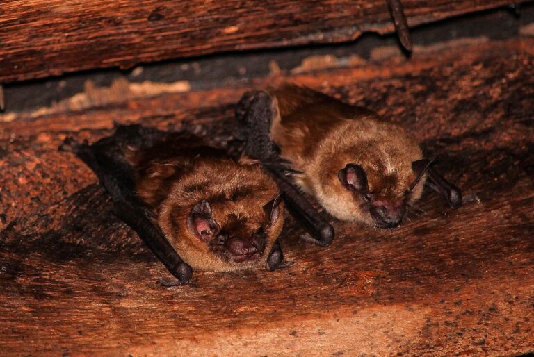How to Get Rid of Bats: Exclusion, Timing, and the Law