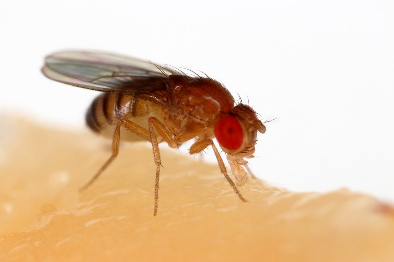 How to Get Rid of Fruit Flies for Good, Not Just Today