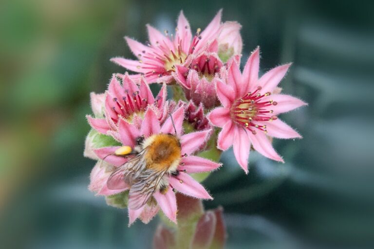 How to Get Rid of Ground Bees (And When Not To)