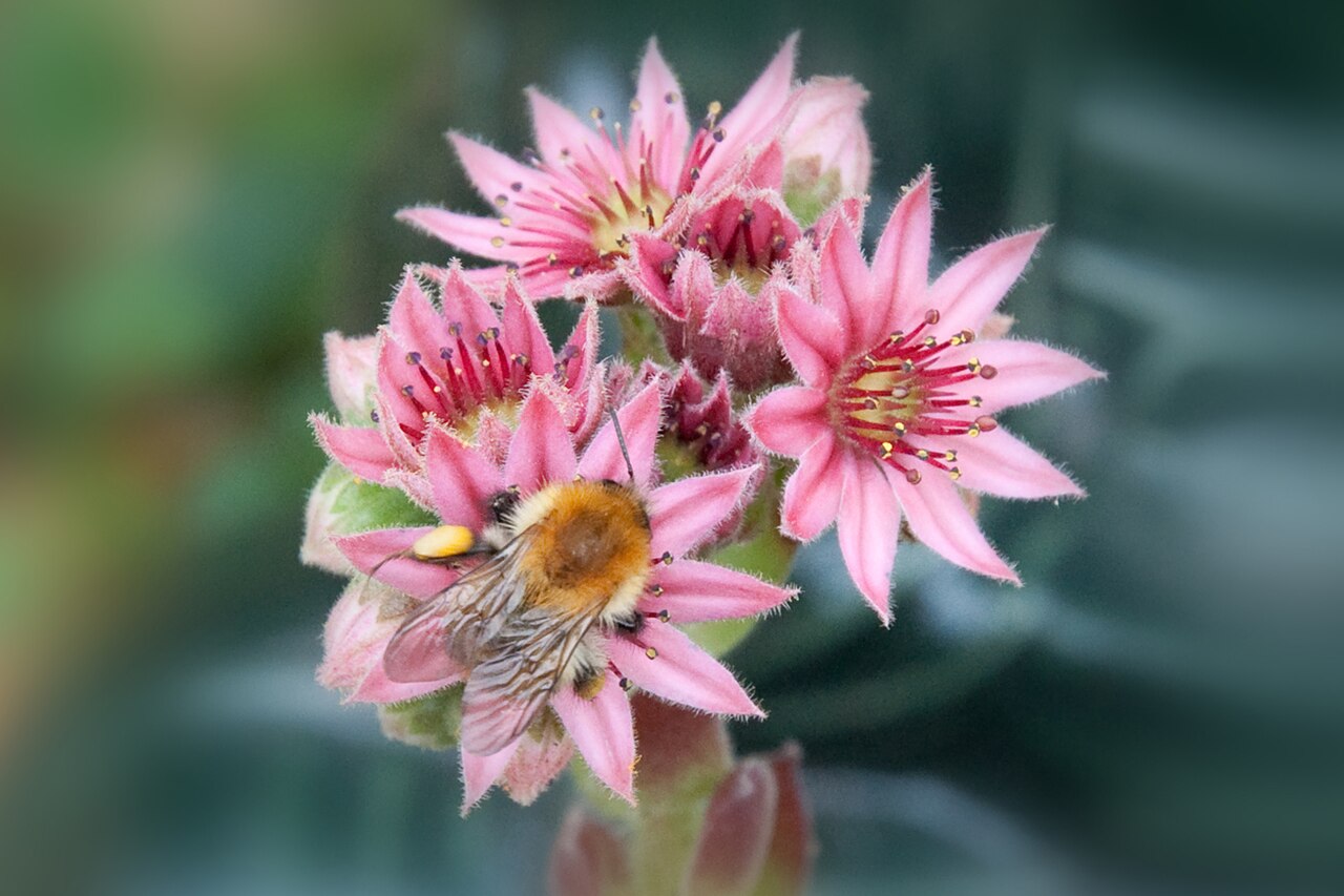 How to Get Rid of Ground Bees (And When Not To)