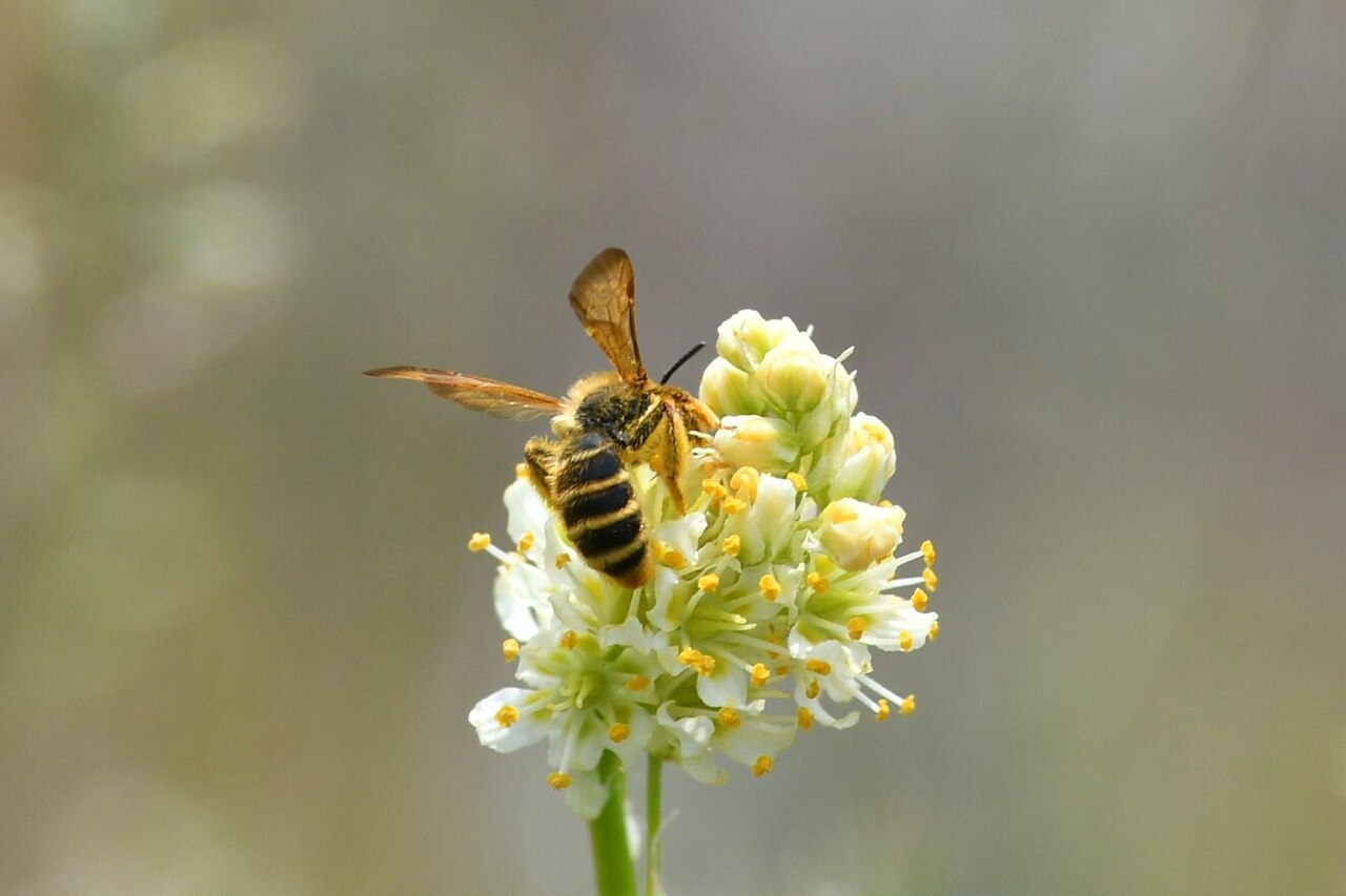 Why Mining Bees Do Not Need Removing