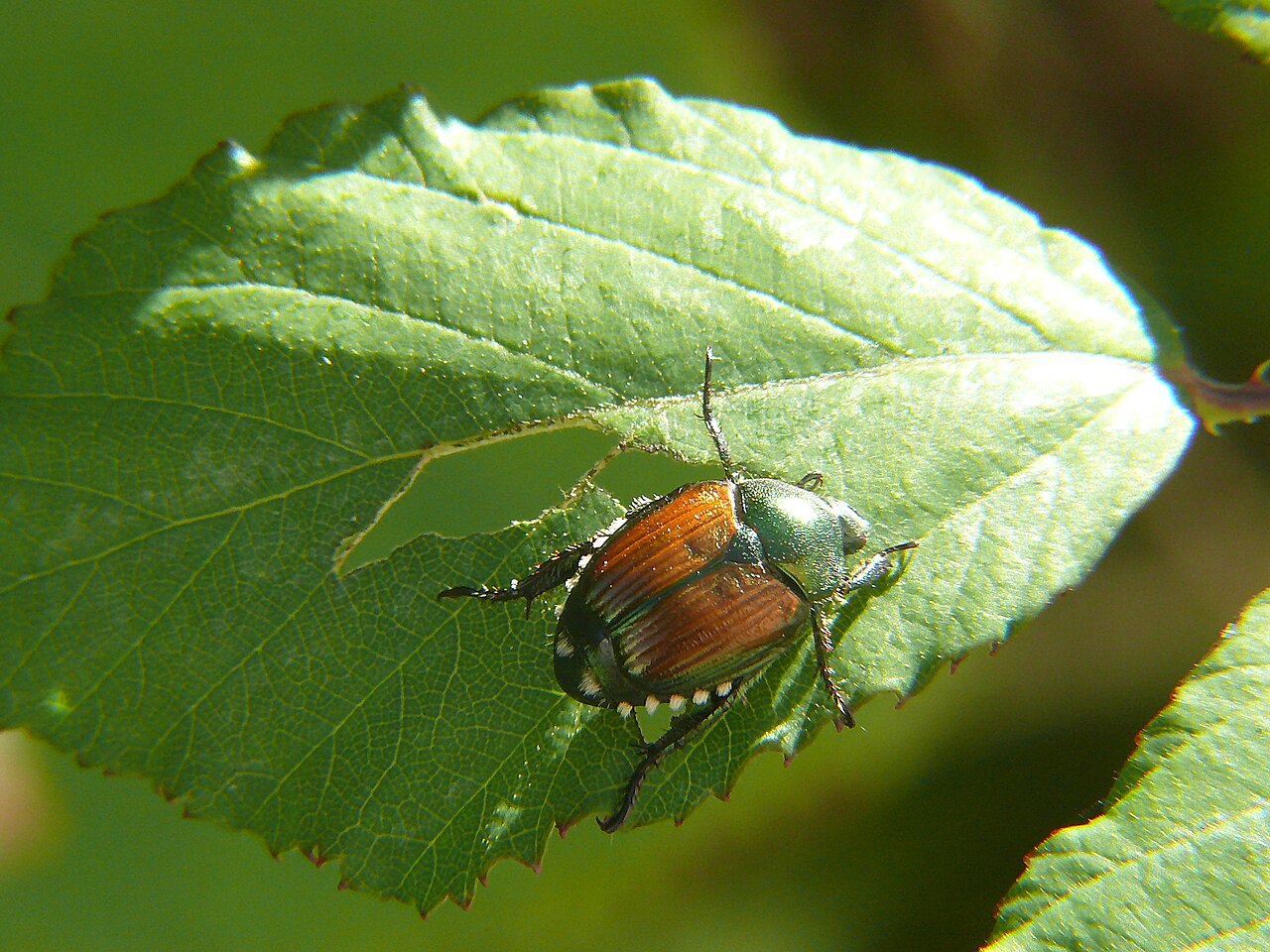 How to Get Rid of Japanese Beetles Without Making It Worse