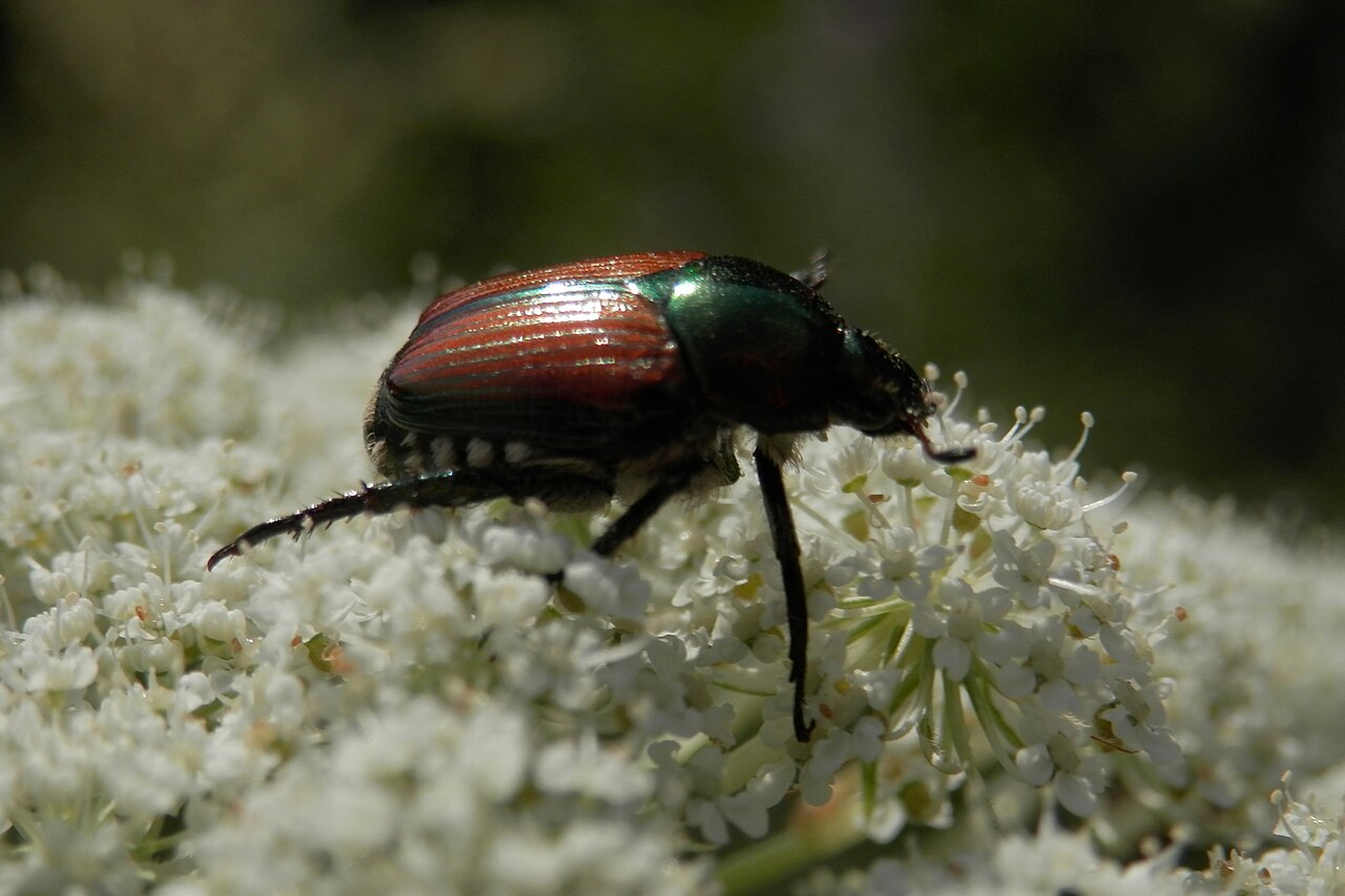 Why Japanese Beetle Traps Make Things Worse