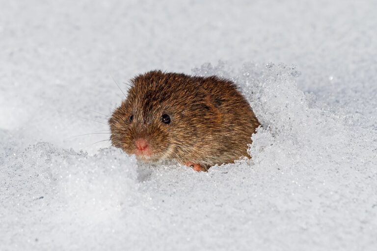 How to Get Rid of Voles Without Wasting Money