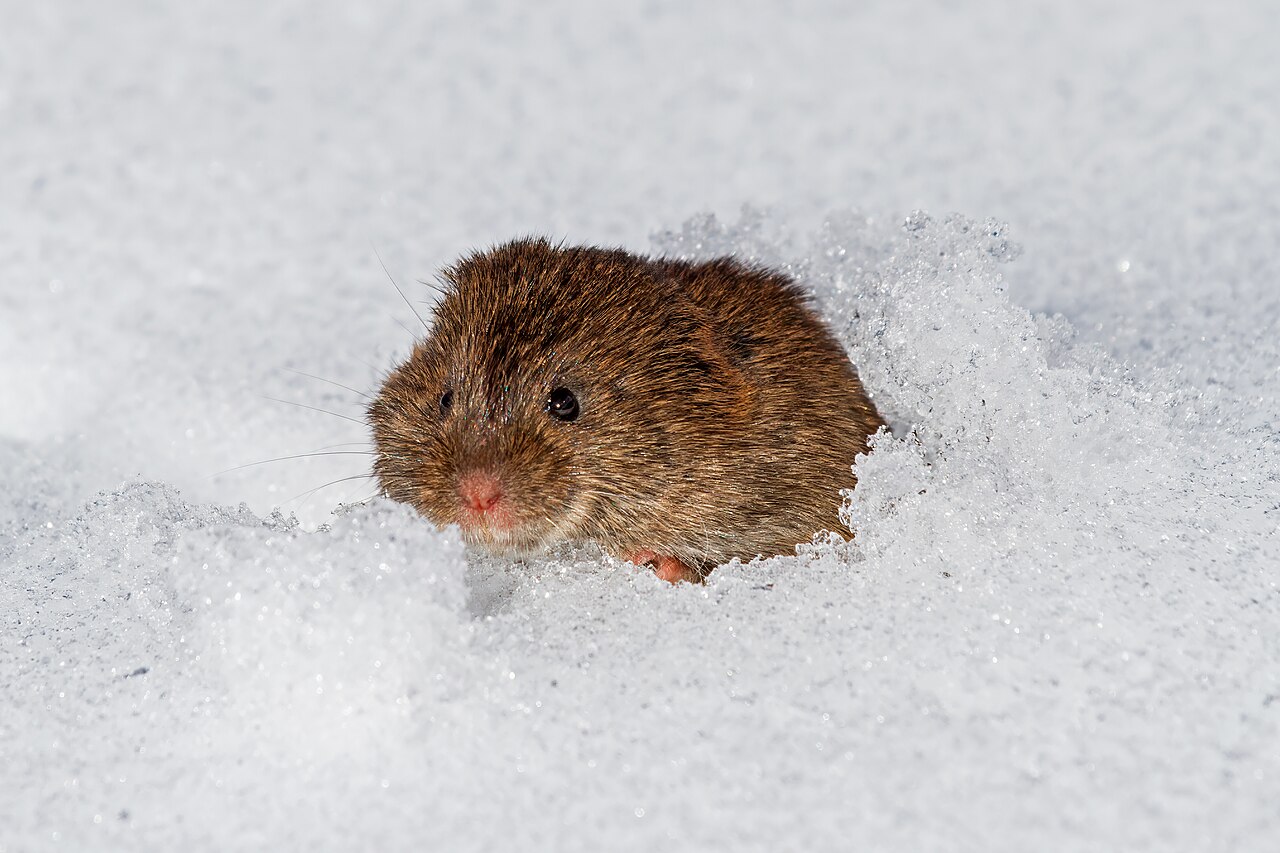 How to Get Rid of Voles Without Wasting Money