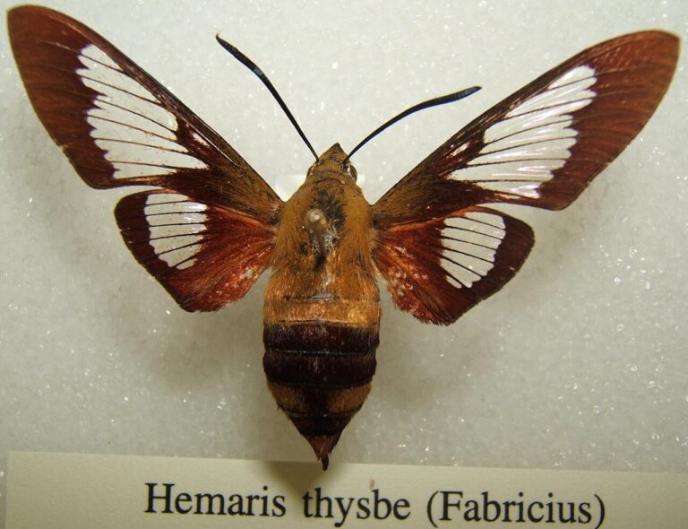 Hummingbird Moth: Species, ID, and Why Wings Turn Clear
